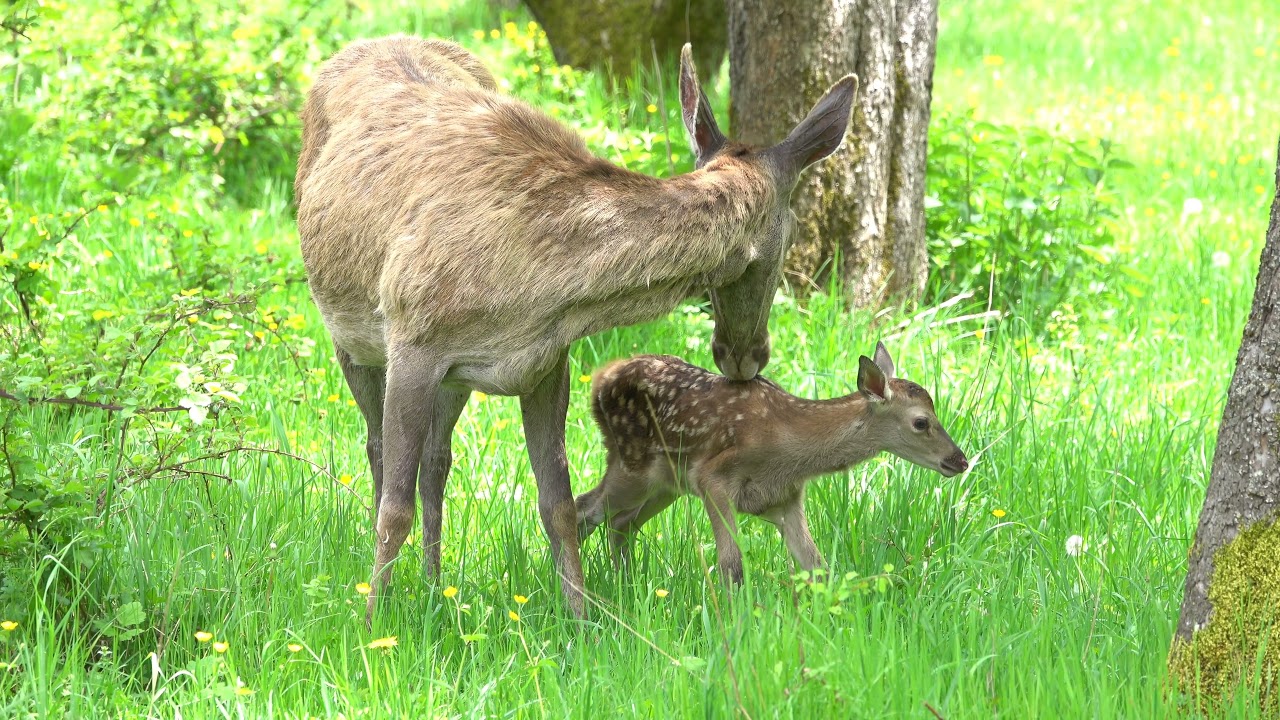 Momenti di tenerezza tra mamma cervo ed il suo cerbiatto... ❤