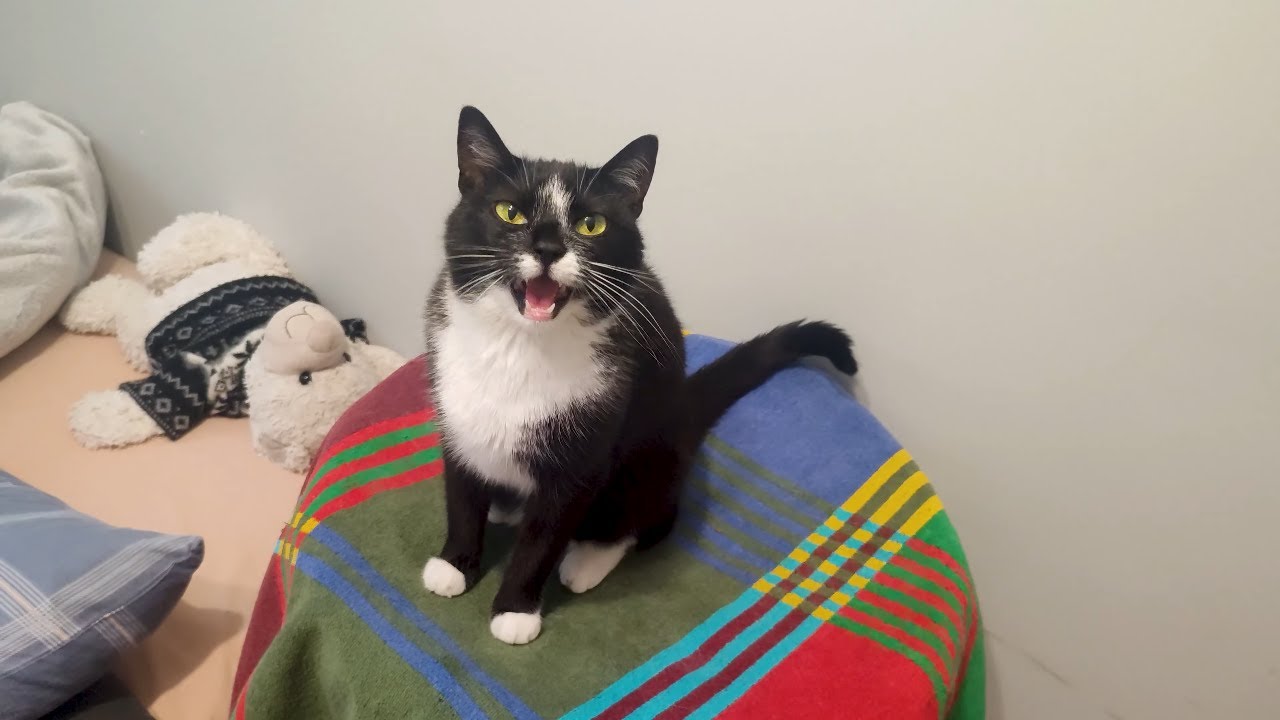 A Short Chat With A Tuxedo Cat