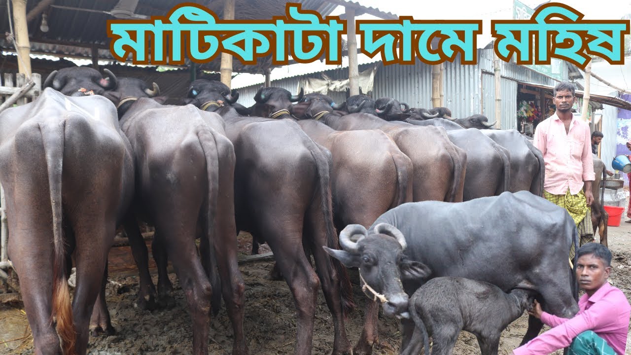 মাটিকাটা দামে প্রেগন্যান্ট মহিষ ও বাচ্চা সহ দুধের মহিষ কিনুন খামার উপযোগী ষাঁড় মহিষ কিনুন পানির দামে