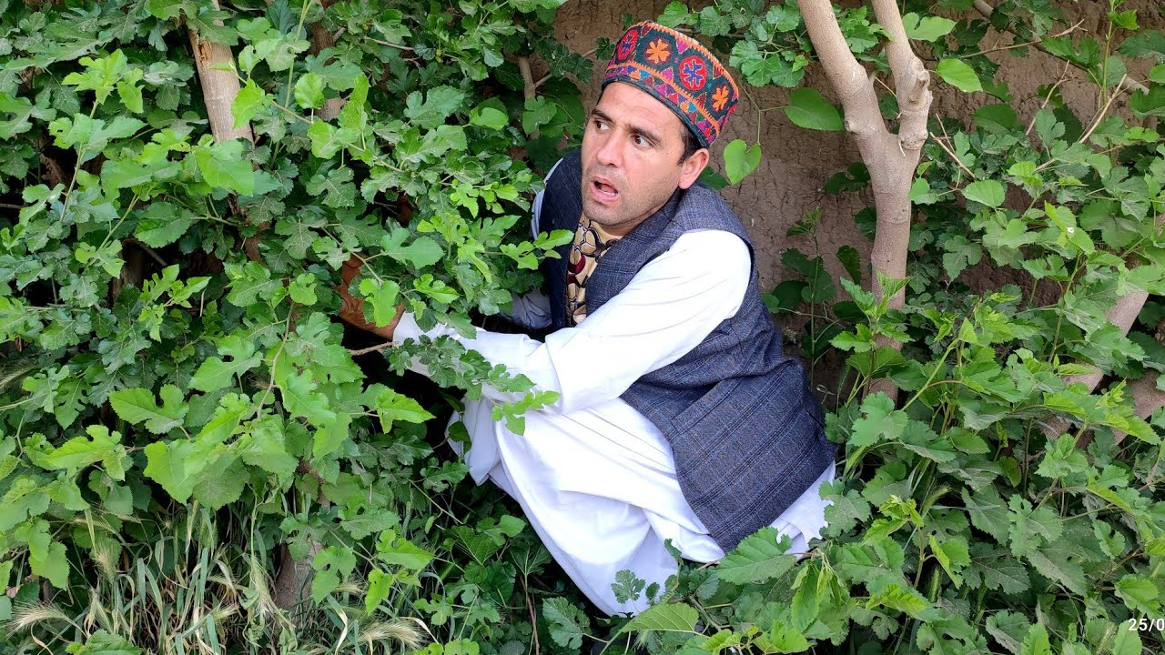 نظرگل ذاتن دیوانه هست
