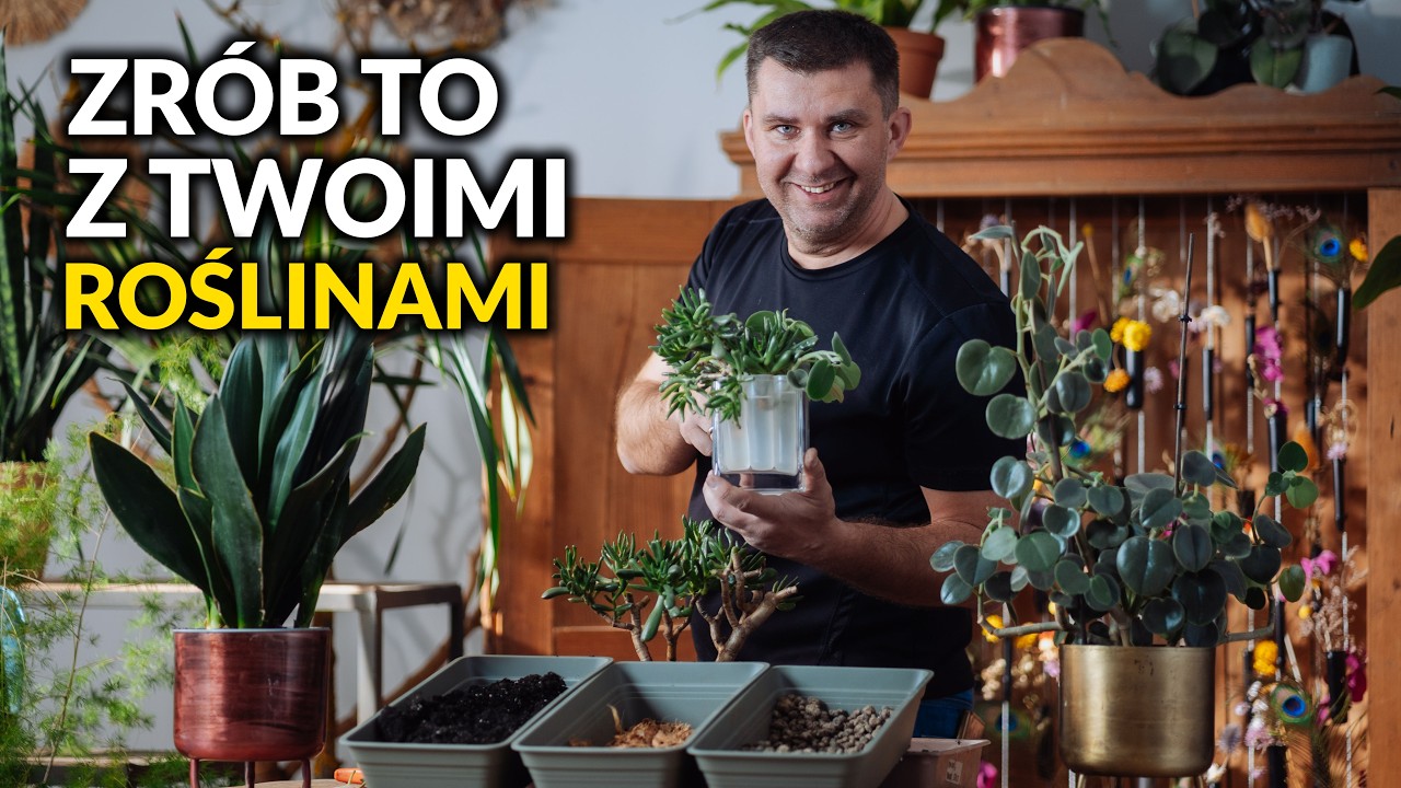 Co zrobić z roślinami doniczowymi wiosną. Spa dla roślin