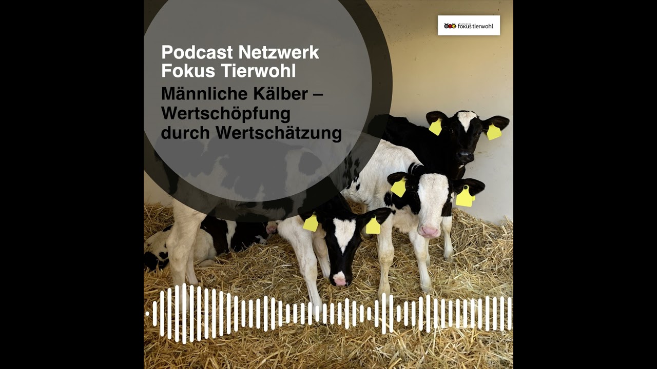 Männliche Kälber milchbetonter Rassen - Wertschöpfung durch Wertschätzung