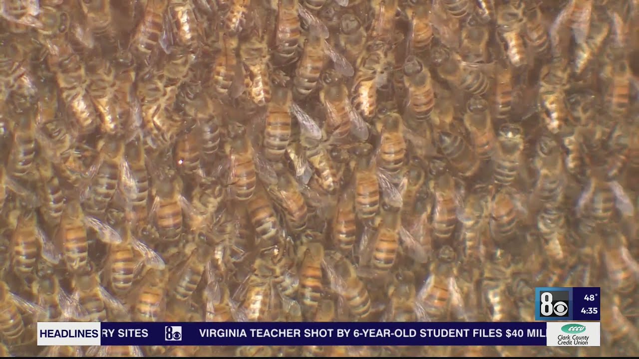 Bees and blossoms: Proposed legislation puts priority on Nevada's pollenating insects
