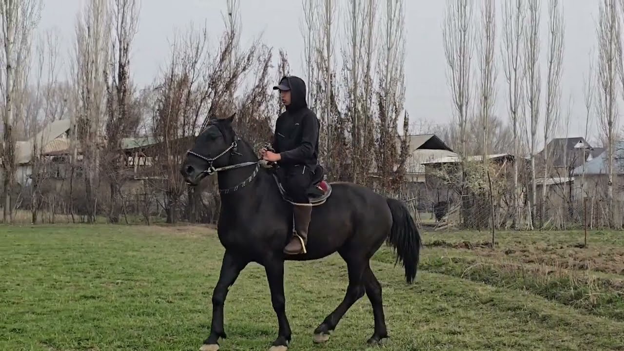+996 701 377 837 улагы тамай күчтүү Ат чыкты #horse #rek #продажалошадей #кыргызстан 