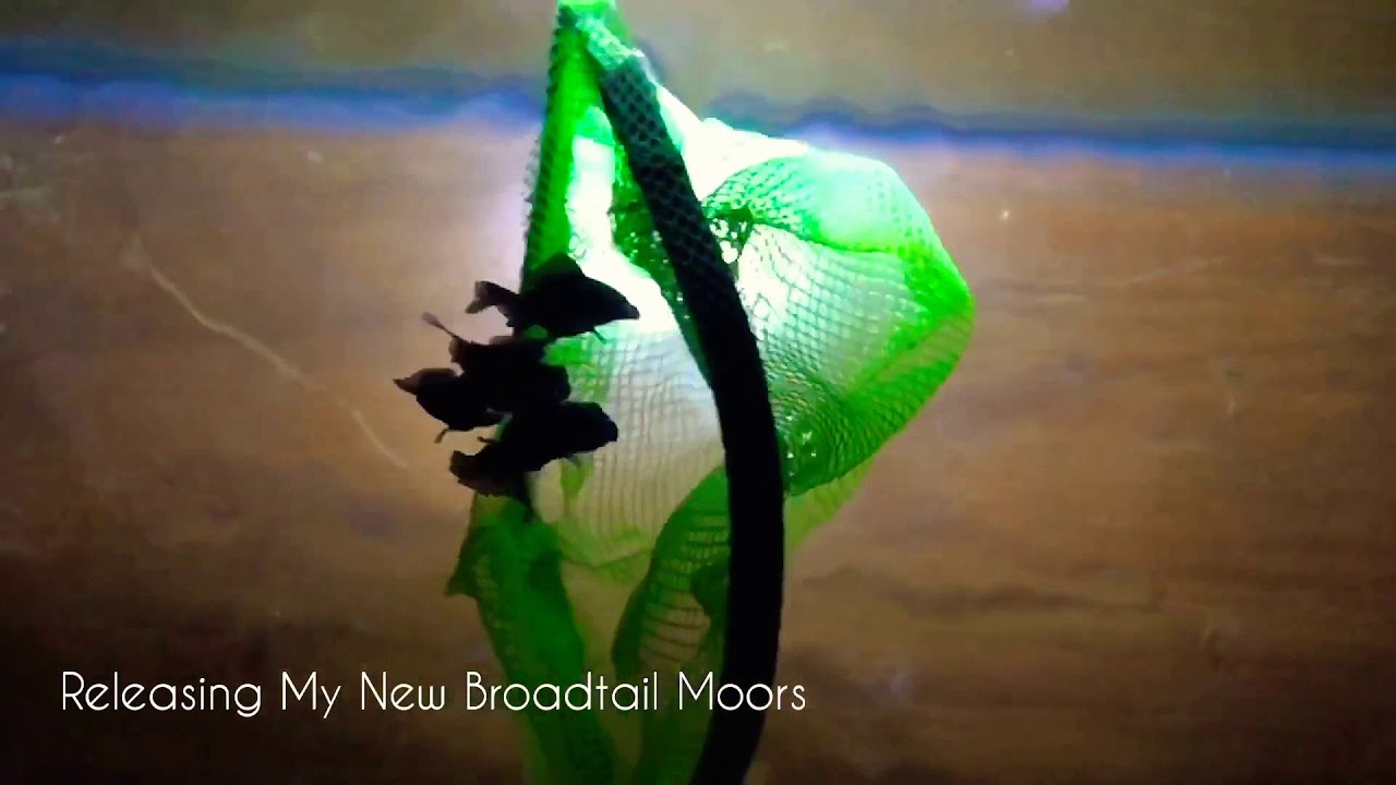 Growing MONSTER Goldfish? Broadtail Moors / Black Moors