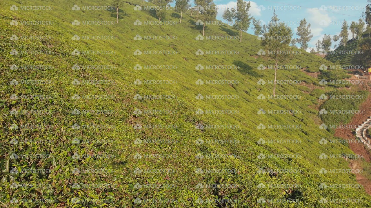 Aerial view of drone tea plantations in the vicinity of the city of Munnar. Kerala. India.