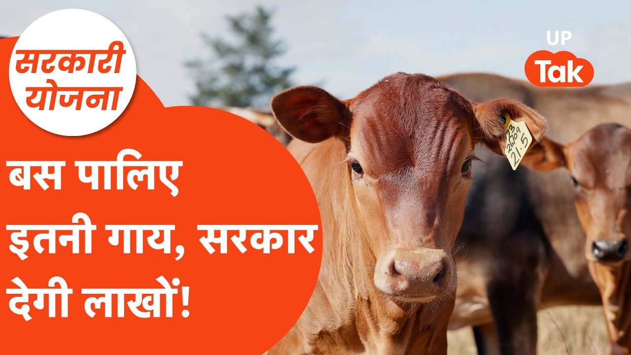 Sarkari Yojana :बस पालिए इतनी गाय और सरकार से पाइए लाखों रुपए! किस्मत बदलकर रख देगी ये सरकारी योजना!