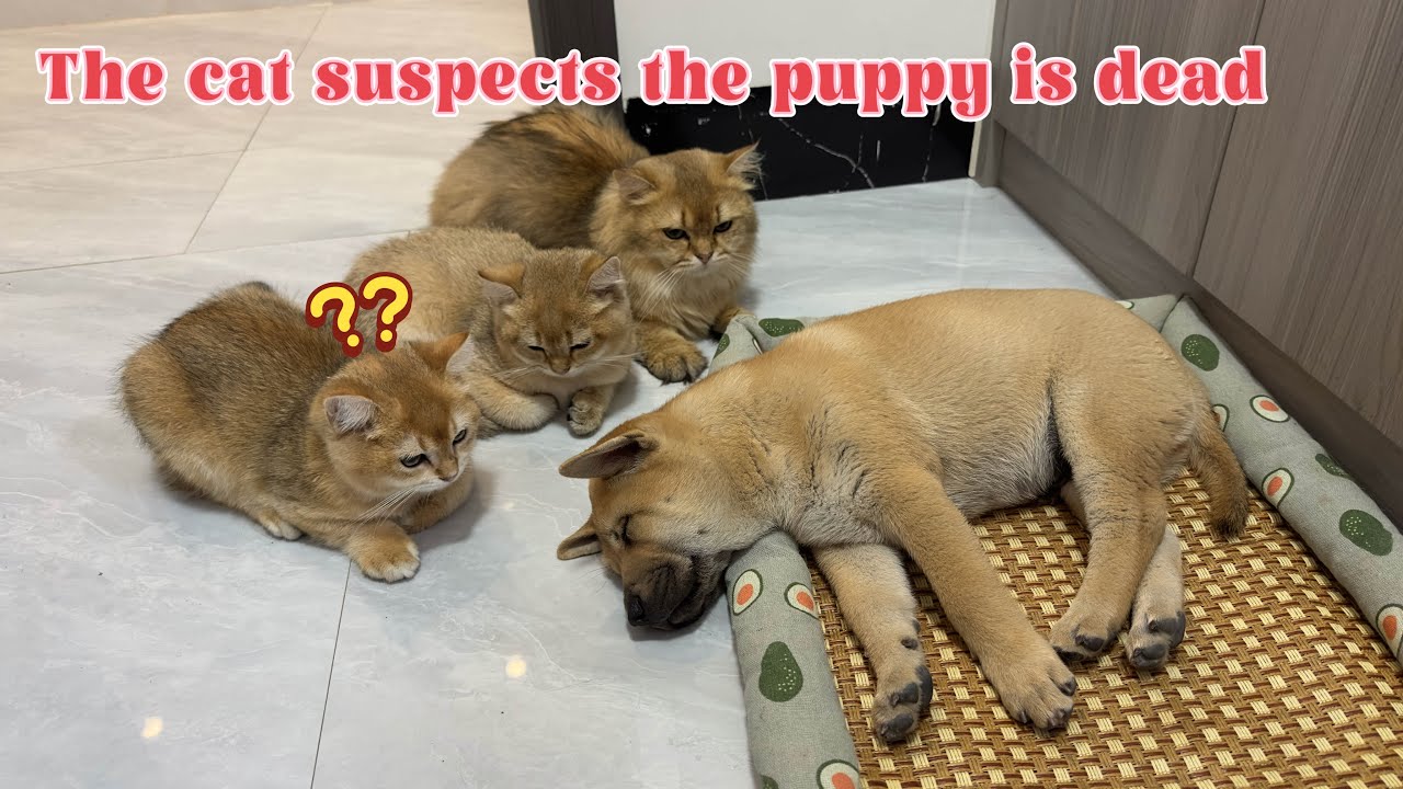 The kitten loves to watch the puppy sleeping. The daily life of cats and dogs is very funny. Cute😊