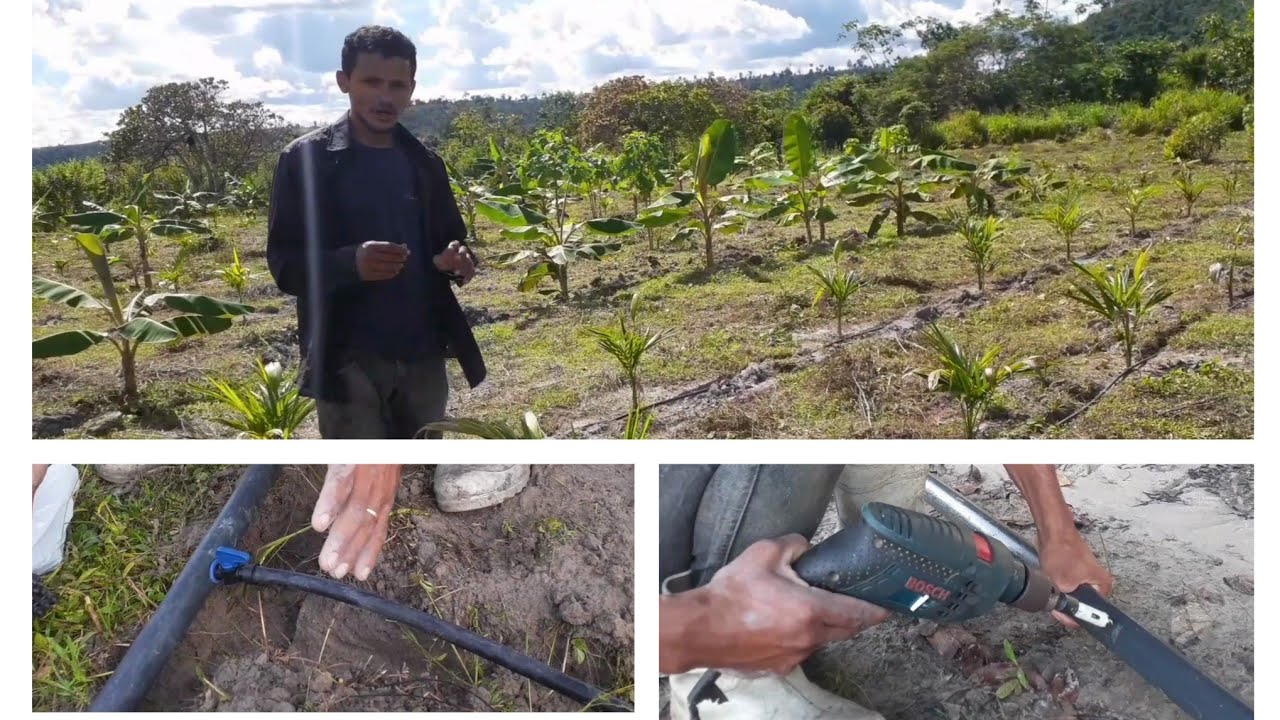 COMO FAZER IRRIGAÇÃO DO AÇAI dnovinho ECONOMIZANDO passo a passo. DICAS IMPORTANTES.