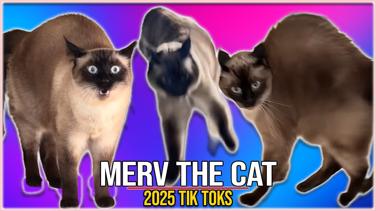 Merv the Cat BAGAWGA TikTok Compilation 2025 | Funniest Merv the Cat Shorts