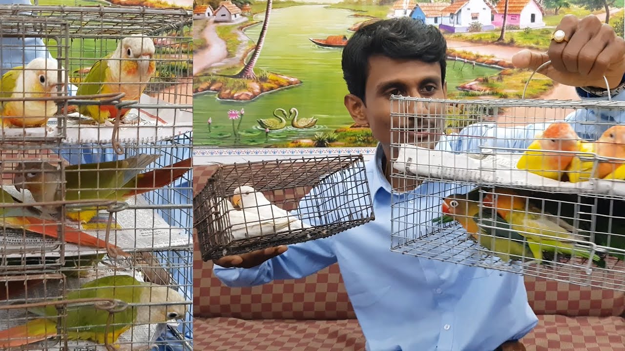 Love Birds Pineapple Conure For My Bird Breeding Farm / Budgies Or Lovebirds Breeding?