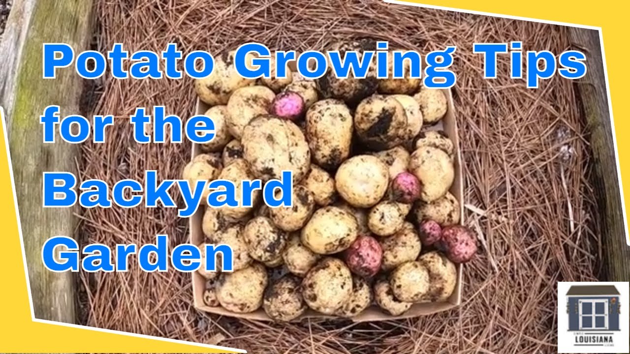Potato Growing Tips for the the Backyard Garden