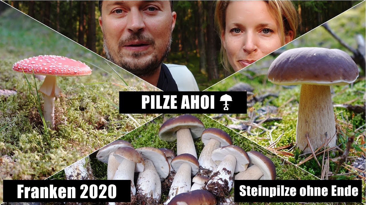 Pilze im Frankenland - Ein Wald aus Steinpilzen