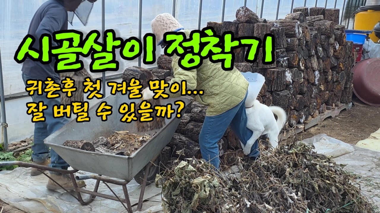 시골 겨울 준비 ㅣ당근나눔 땔감 ㅣ낙엽모아 수목 월동 준비 ㅣ강아지 중성화 ㅣ수선화 구근심기ㅣ양배추수확