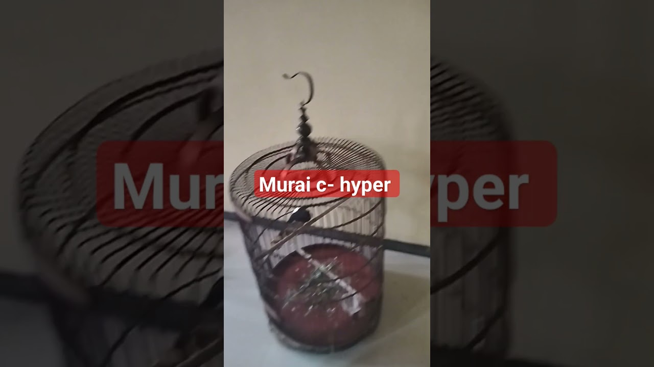 murai c- hyper