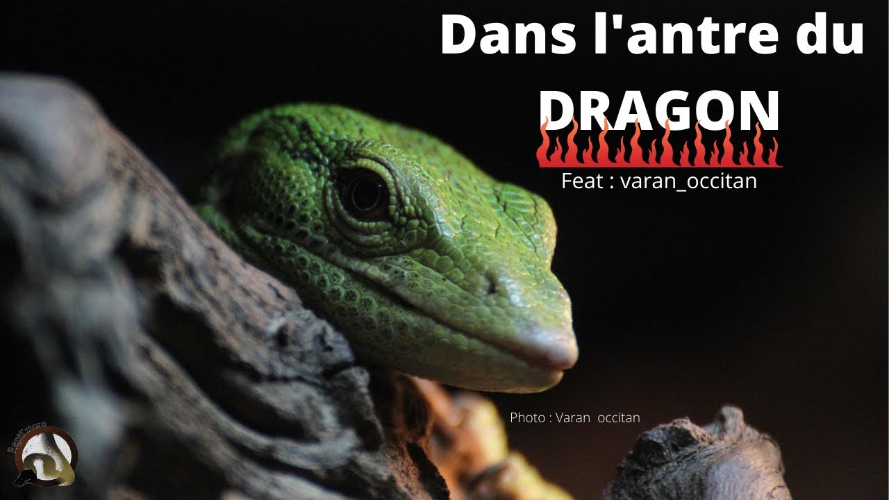 Dans l'antre du DRAGON partie 1 !!!!! VARANUS PRASINUS et GILENI... ( feat varan_occitan )