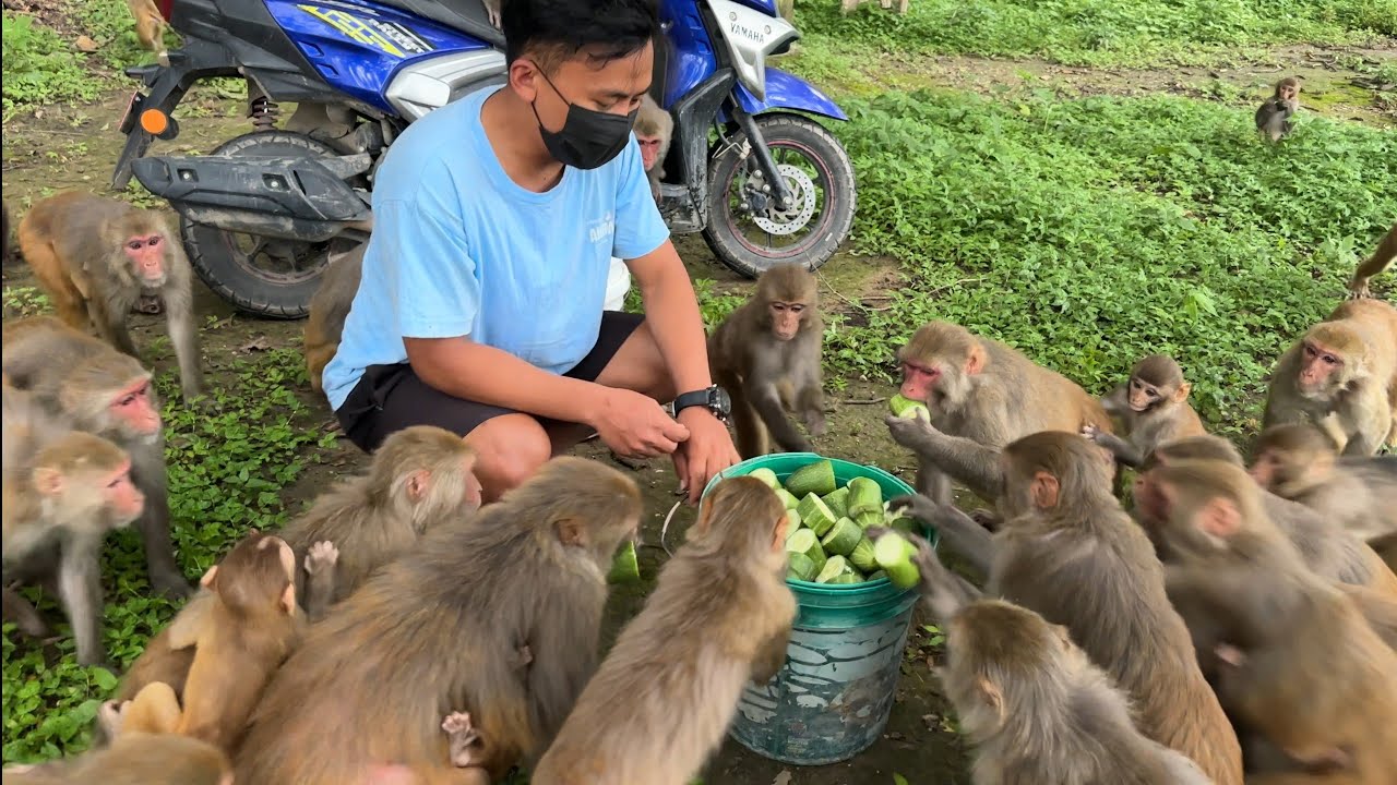 Monkeys family really enjoying 30 kilogram cucumber at rain || feeding dog and monkey video