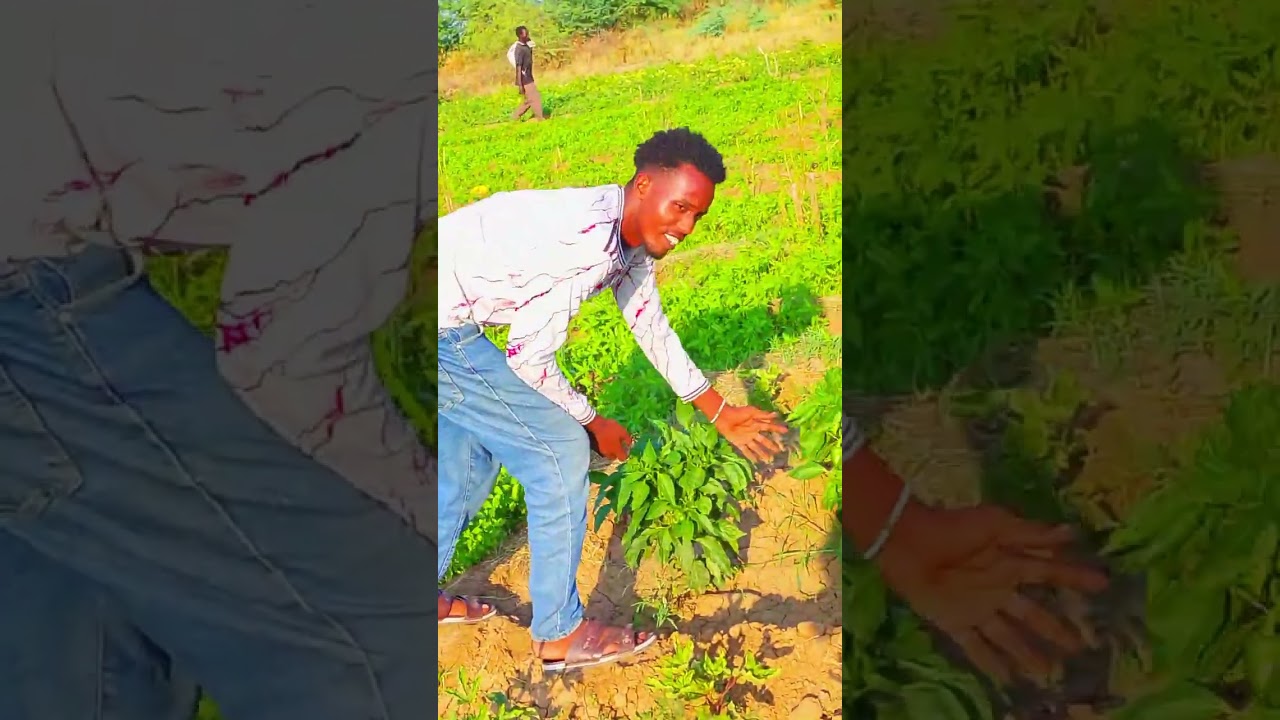 Kakuma life style of agriculture in camp 