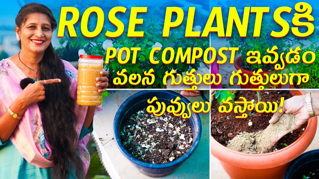 🔴 Use This Pot Compost for Roses | Flowers Come in Big Clusters!