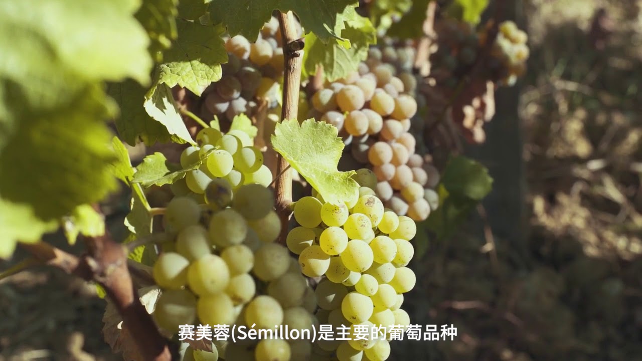 ORIGINS   Sauternes et Barsac