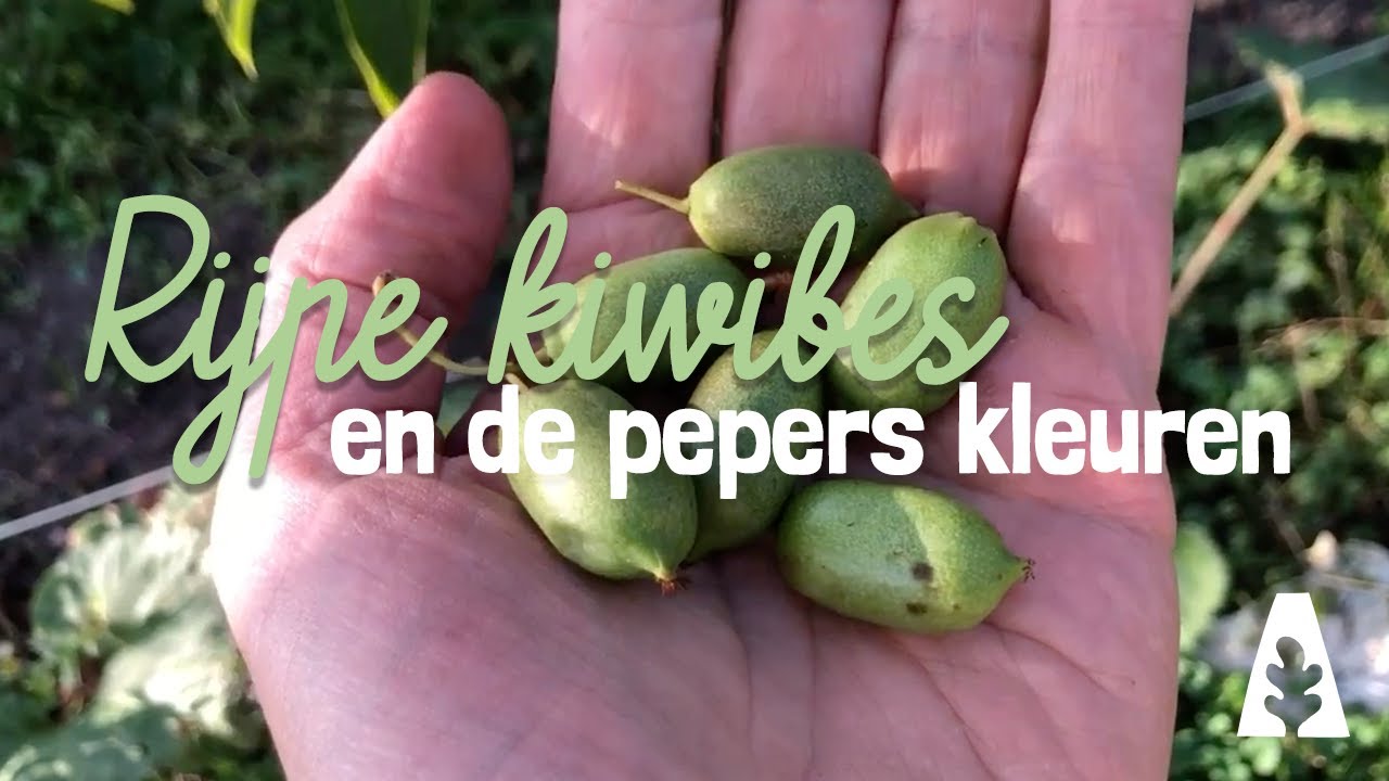 Stadstuinieren - Rijpe kiwibessen en de pepers kleuren