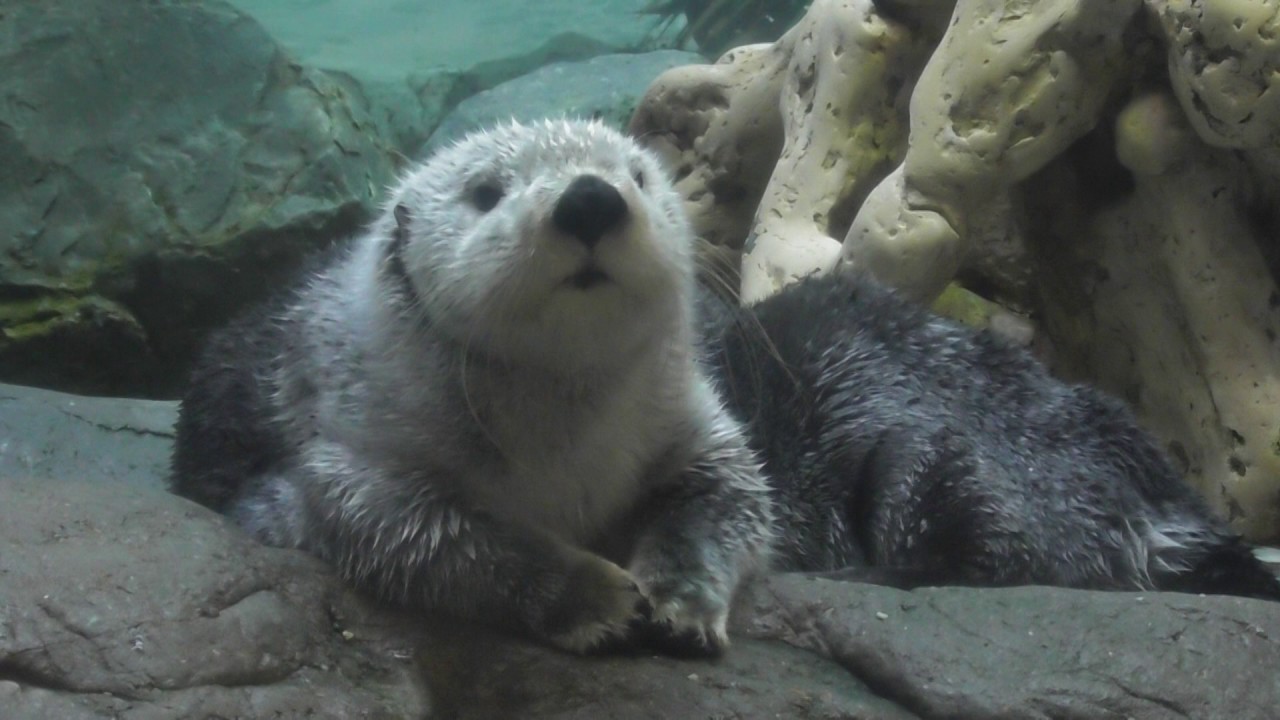海遊館 ラッコ パタさんのファンサービス 「ちょーかわいい」編