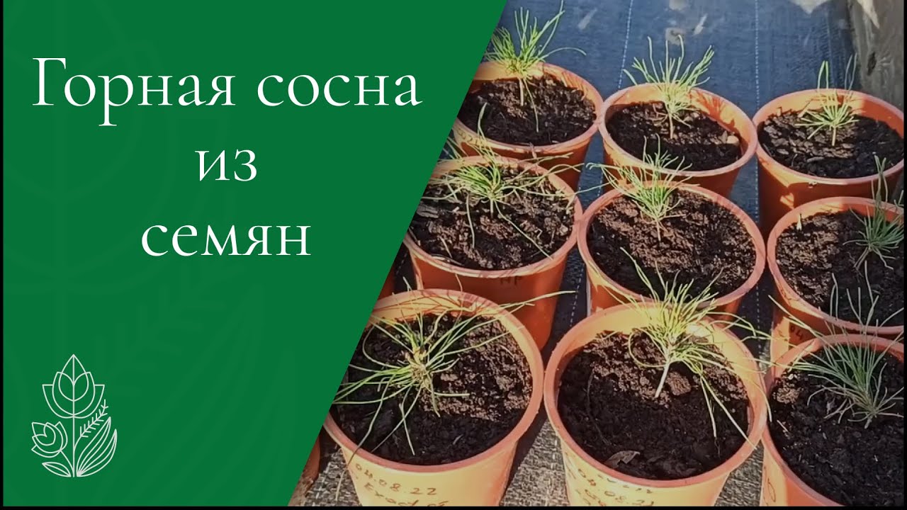 Горные сосны из семян.