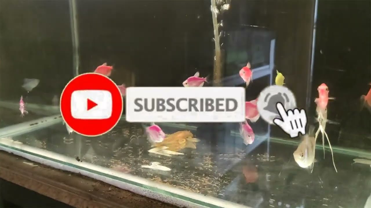 CARA BUDIDAYA IKAN GLOFISH TETRA UNTUK PEMULA || HOW TO BREEDING GLOFISH