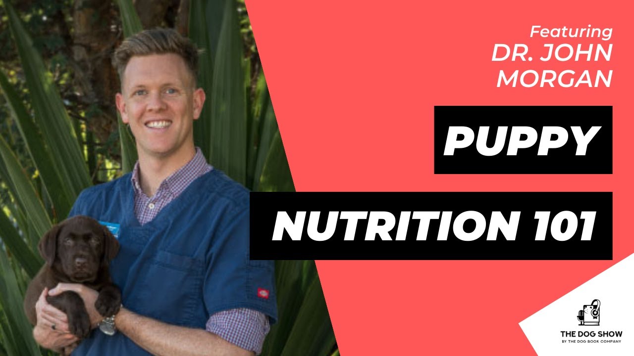 Puppy Nutrition 101: All Your Questions Answered with Dr. John Morgan (Episode 60)