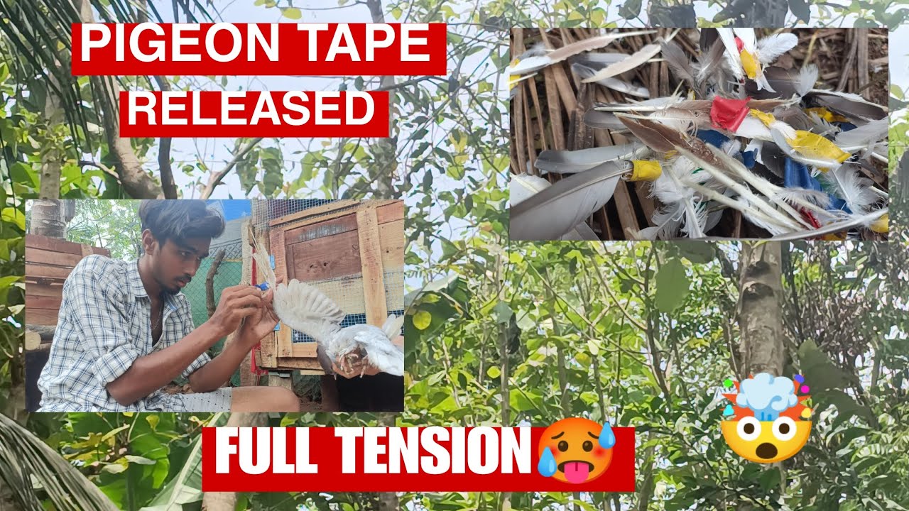 All pigeon tape released 😍🥳🕊️ | wings damaged🥵⚠️ | #pigeon #tamil #taperelease
