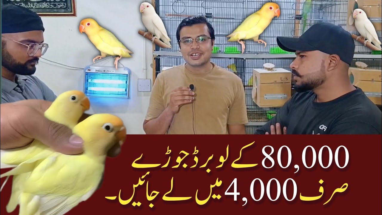 Expensive Lovebirds Saste me | Lovebird Setup Visit #lovebirds