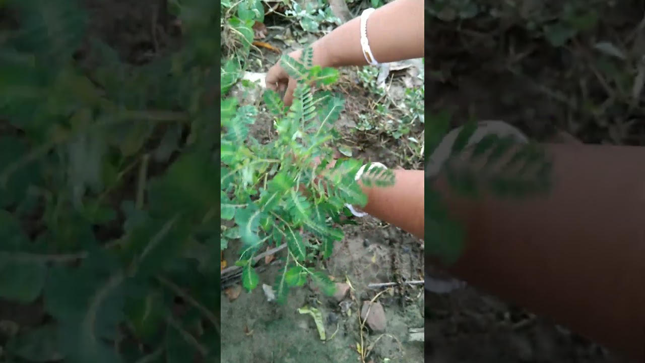 Phyllanthus urinaria or stone breaker plant #plants #stonebreaker #repotting #planting #herbal #srg