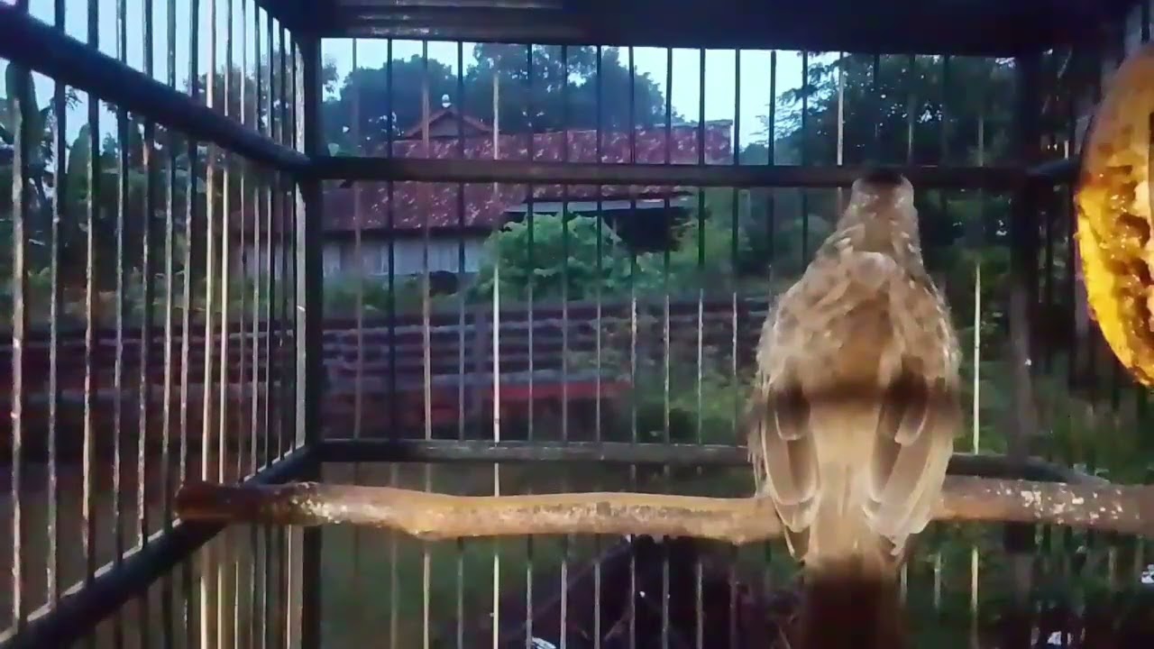 Kicauan burung trucuk ngropel panjang#fypシ゚viral #birds 