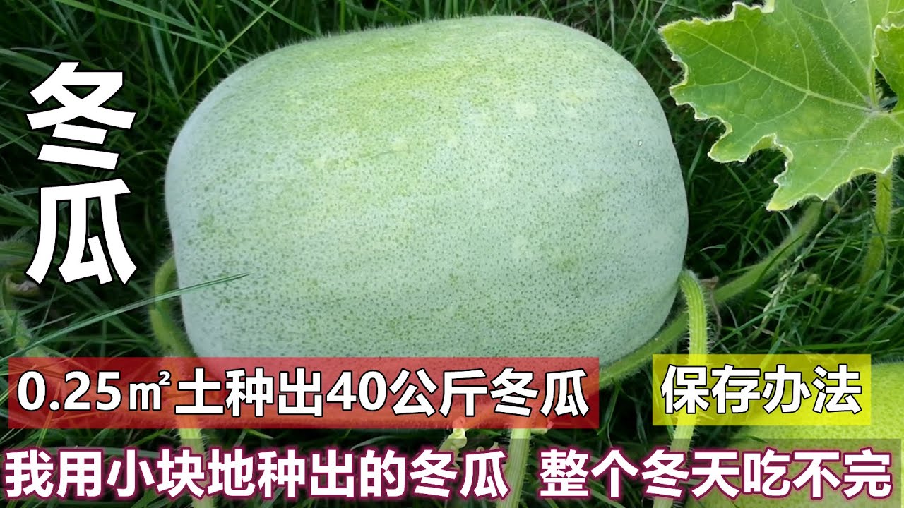 小块地种出40公斤冬瓜, 整个冬天吃不完, 如何保存 Growing winter melon in a small plot, how to preserve it
