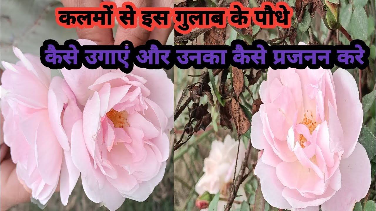 Reproduce and Grow Roses From Cutting||पिंक गुलाब के पौधे की कटिंग कैसे उगाएं #rosecutting 