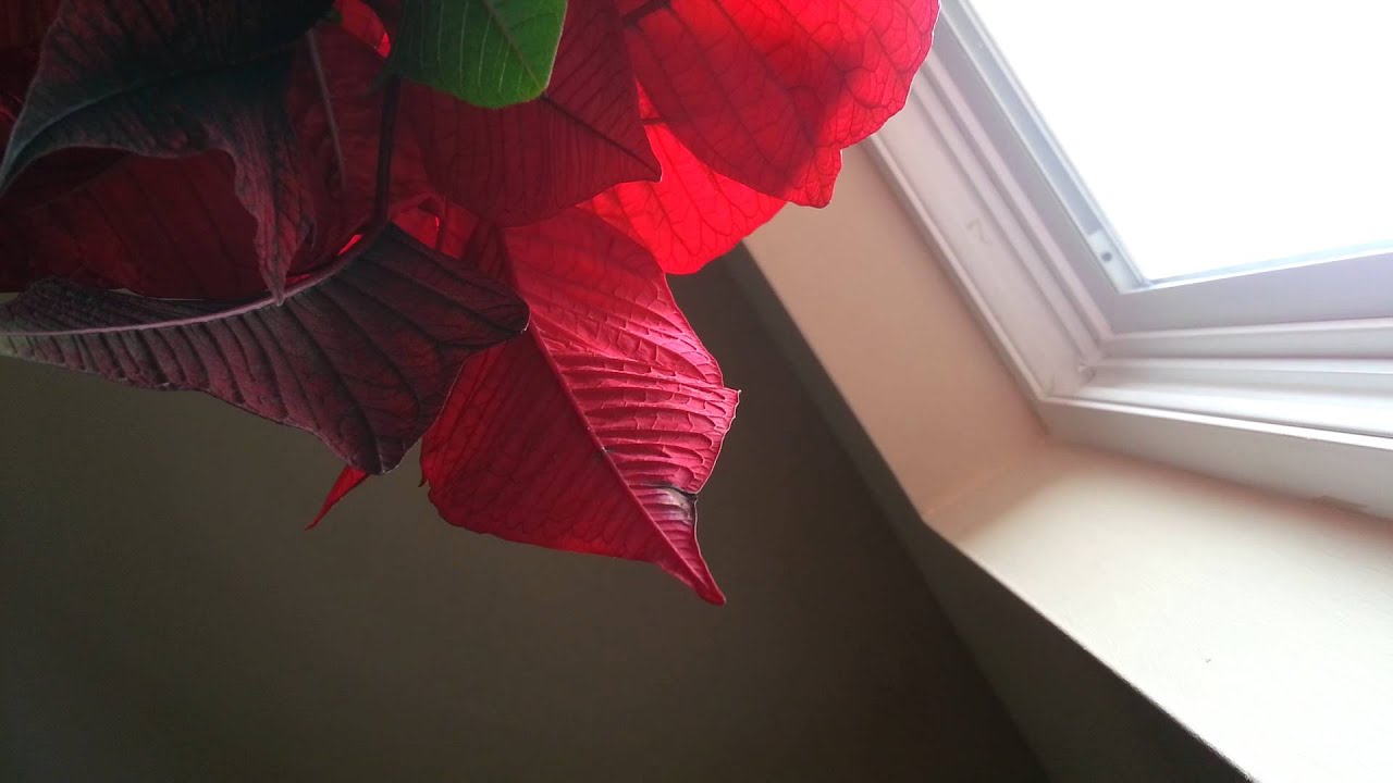 Amana condenser making unusual noise