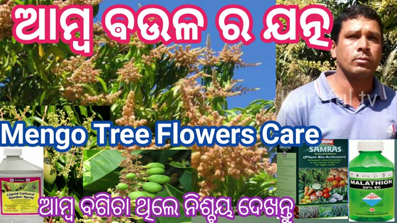Prevent Mango Flower and Fruit Drop  // ଆମ୍ବ ଵଉଳ ର ଯତ୍ନ