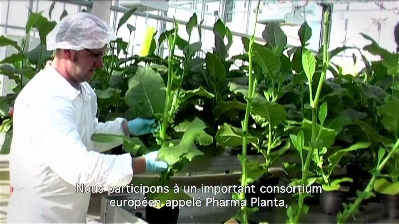 Des médicaments produits par des plantes