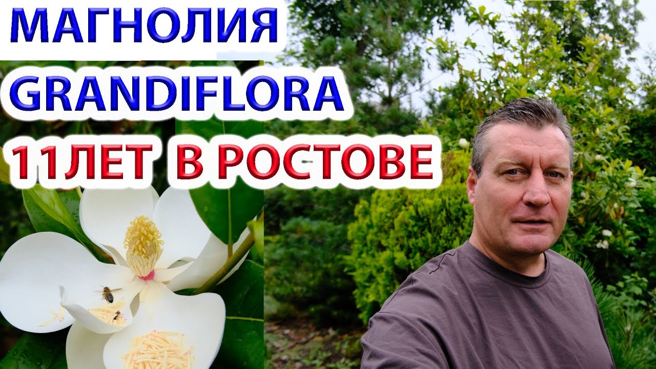Магнолия вечнозеленая крупноцветковая Grandiflora 11 лет в Ростове