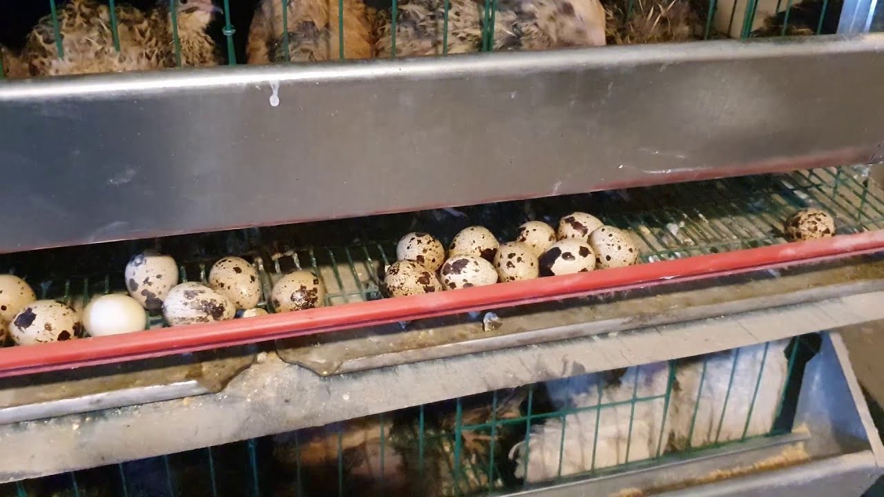 Câte ouă fac Prepelițele Japoneze pe zi! Rezultate de peste 90%!!!