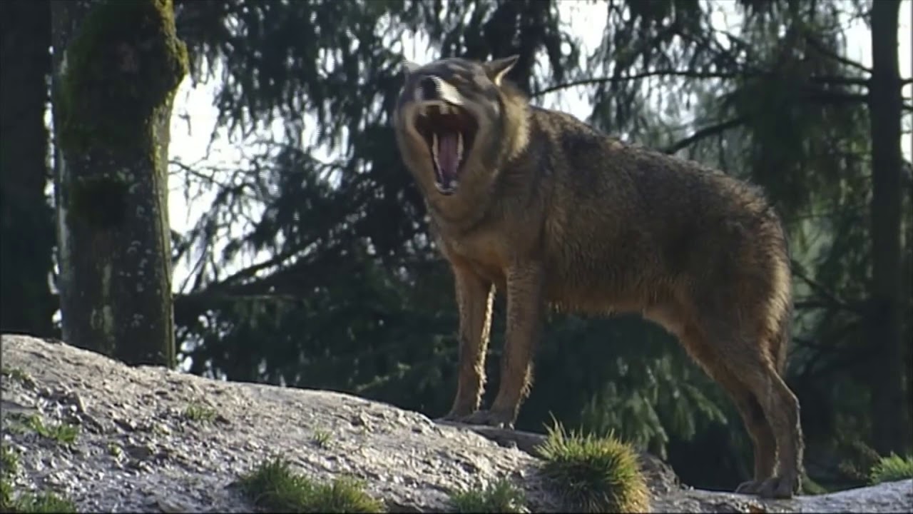 De wolf op de Veluwe: wat moet je doen als je 'm ziet?