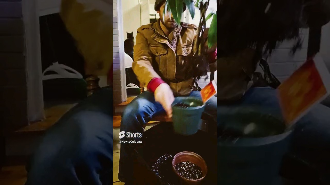 How to transplant a houseplant in 60 seconds