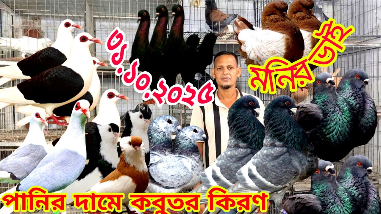 সবচেয়ে কম দামে কবুতর কিনুন।। স্প্যানিশ কবুতরের দাম জানুন।। কিং কবুতরের দাম।। King kabootar video