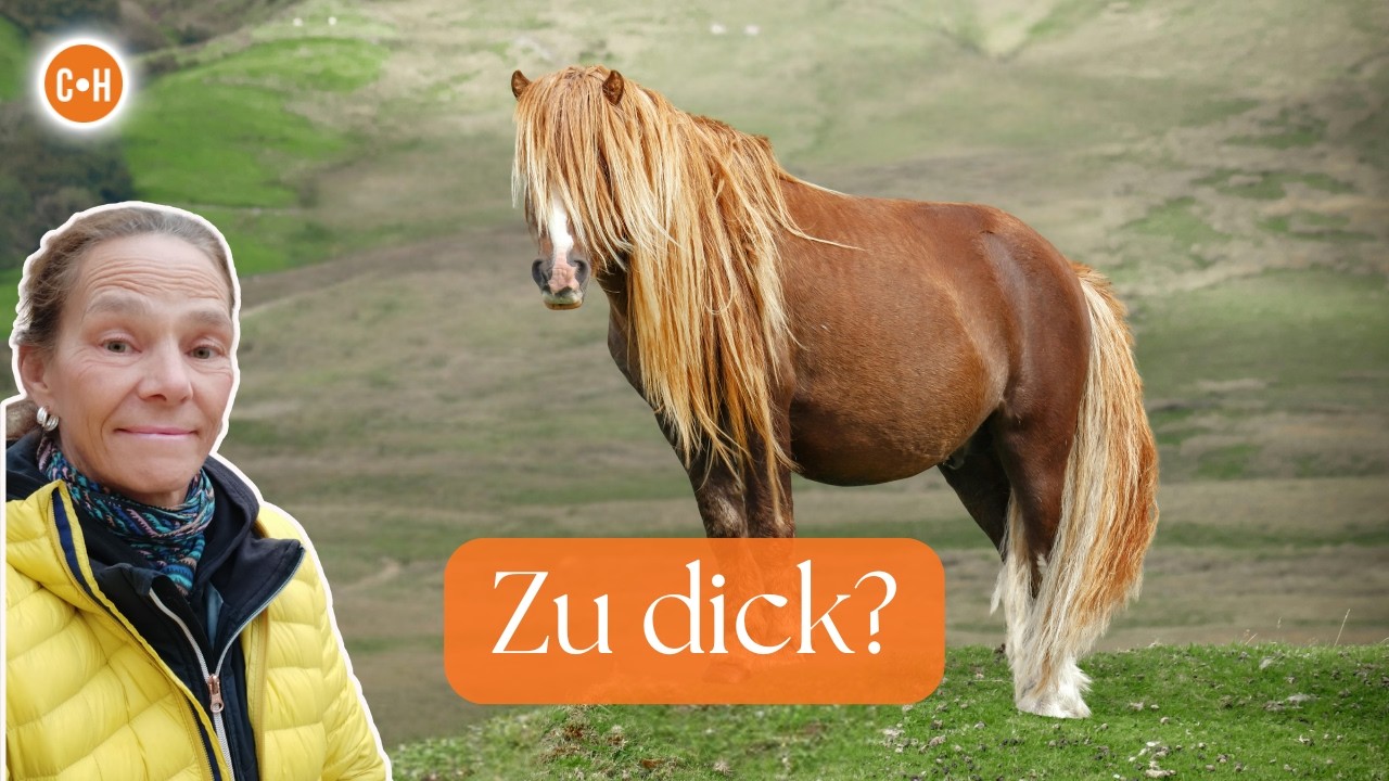 Pferd zu dick? Der wahre Grund hat nichts mit Futter zu tun