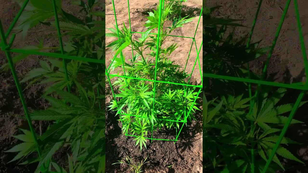 Barbara Bud strain June 6th