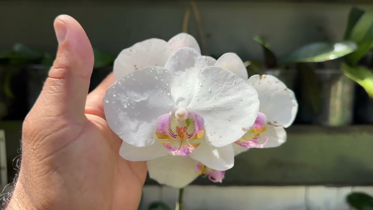 COMO CULTIVAR PHALAENOPSIS 