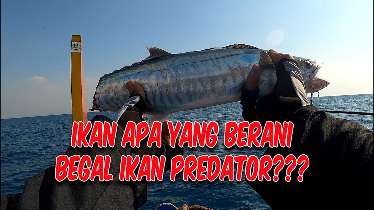 IKAN PREDATOR VS PREDATOR MANCING TENGGIRI DI SPOT MANCING PALBONG LAUT SEMARANG