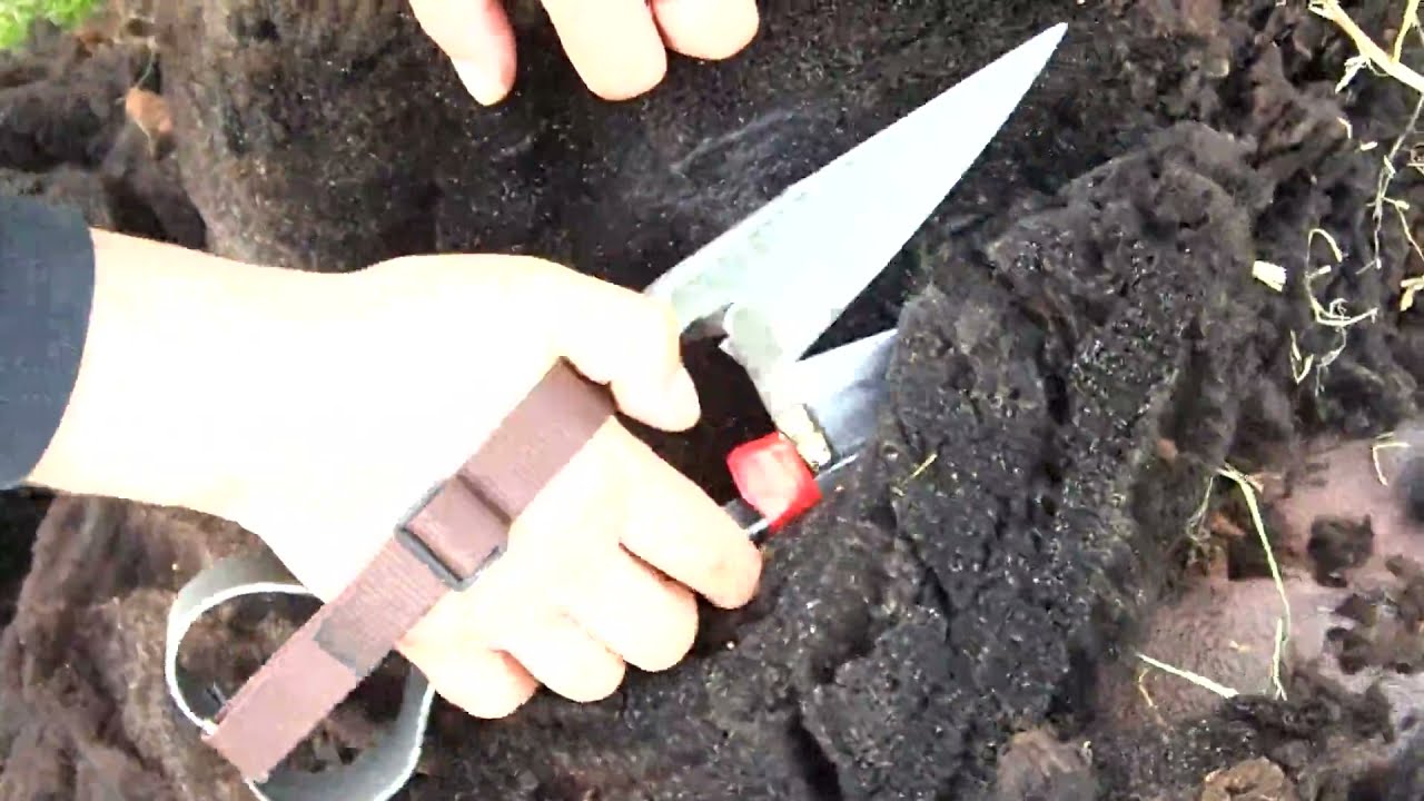 Stříhání ovcí ručními nůžkami - detail