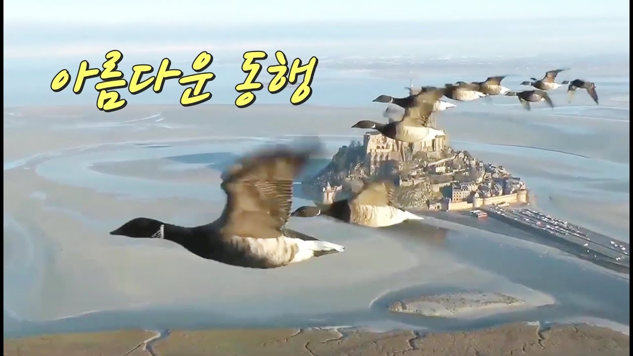 아름다운 동행ㅣ기러기 리더십