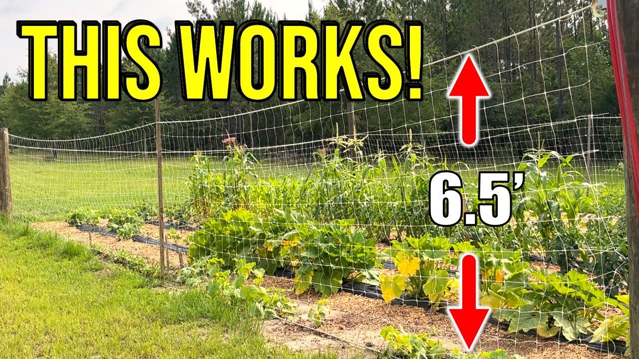 Two Cheap Solutions to Keep Deer OUT of Your Garden!